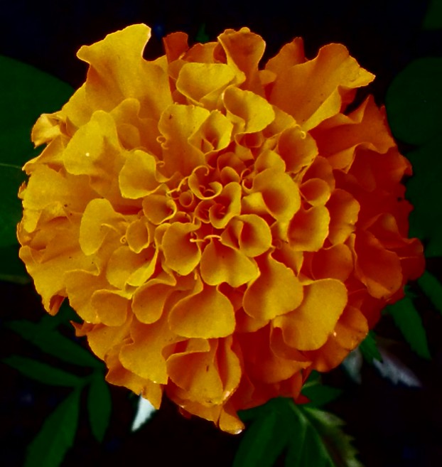 beautiful and edible: marigold